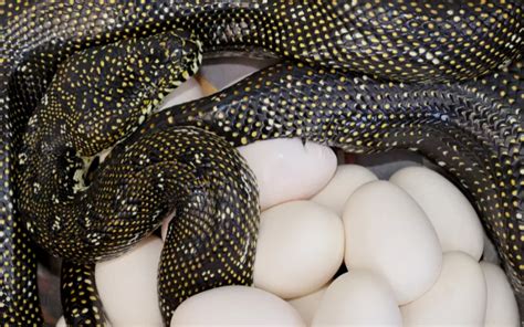 Do Snakes Lay Eggs Or Give Live Birth The Answer May Surprise You