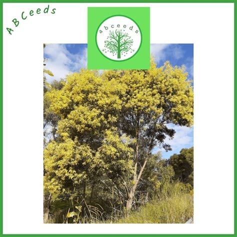 Acacia Concurrens Black Wattle AN Abceeds