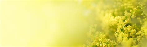 Yellow Abstract Banner Stock Photos, Images and Backgrounds for Free ...