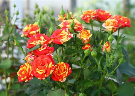 Роза Файер Флеш (флорибунда ) - купить саженцы на Камчатке