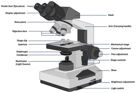 16 Types Of Microscopes With Parts Functions Diagrams