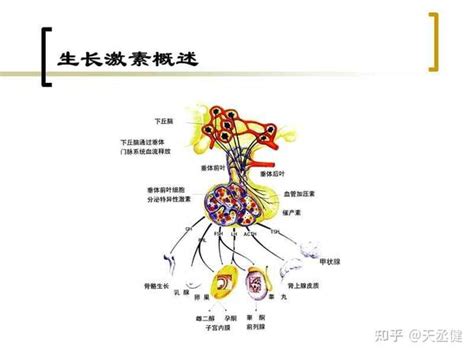 Hgh生长激素的作用和功效及副作用，生长激素缺乏症 知乎