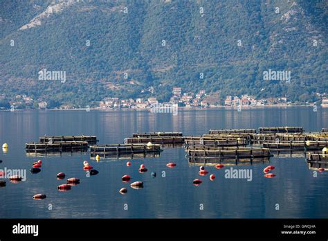 Aquaculture Cage Fish Farming Net Hi Res Stock Photography And Images