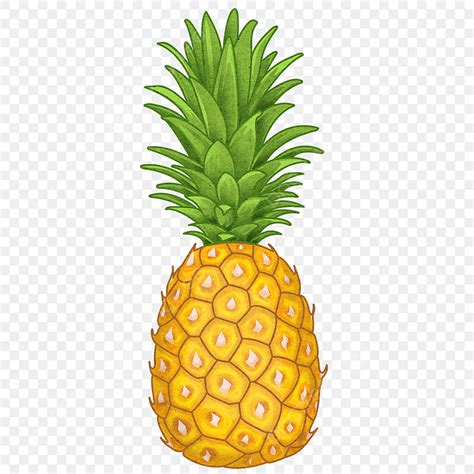 Pineapple Clipart