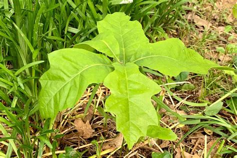 How to Transfer a Sapling — Nashville Tree Conservation Corps