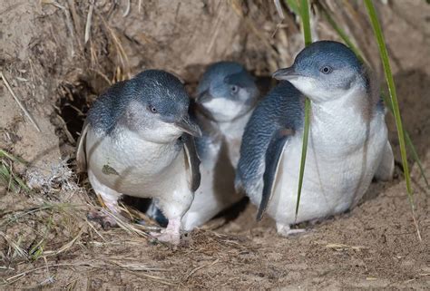 New Zealand town builds a 25 meter long tunnel to save blue penguins