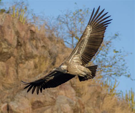 18 Different Types of Vultures (With Pictures)