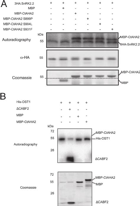 SnRK2 2 Specifically Phosphorylates The C Terminal Regulatory Domain