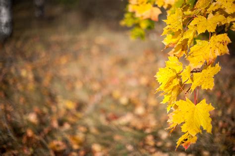 Images Gratuites Arbre La Nature Branche Plante Lumi Re Du Soleil