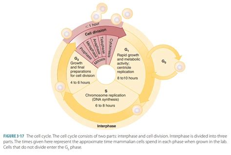 Cell Cycle: Interphase