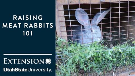 Raising Meat Rabbits 101 Youtube