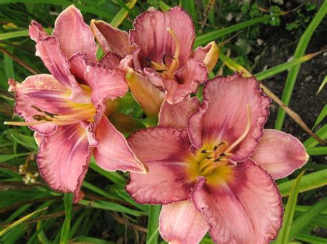 Daylily Creative Edge Day Lilies Plant Guide Daylilies