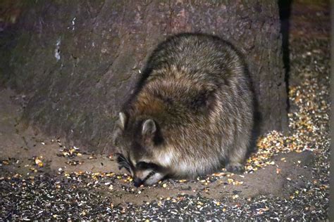 Raccoons At The Feeders Ypsilanti Michigan November 1 Flickr