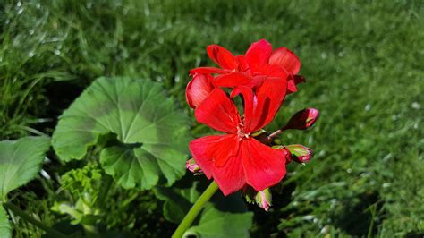 Fotos Gratis Naturaleza Hoja Pétalo Florecer Natural Botánica