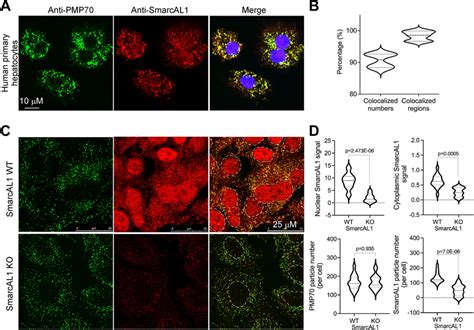 SMARCAL1 Translocates From Nucleus To Cytoplasm And Enriches On