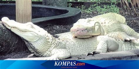 Berita Harian Buaya Albino Terbaru Hari Ini - Kompas.com