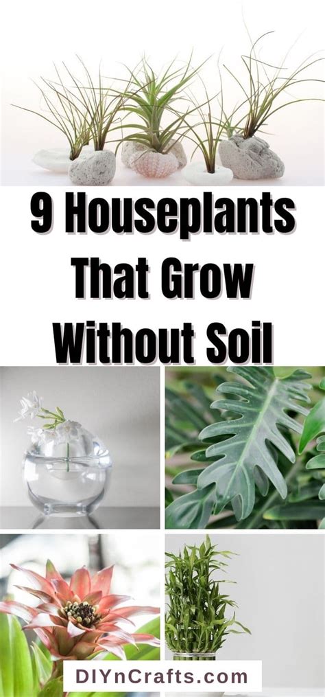 9 Ingenious Houseplants That You Can Grow Without Soil DIY Crafts