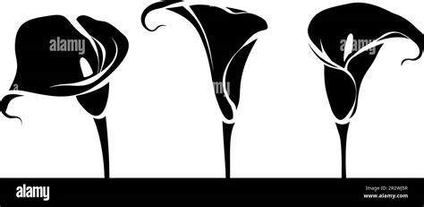 Calla Lily Flowers Set Of Black Silhouettes Of Calla Flowers Isolated