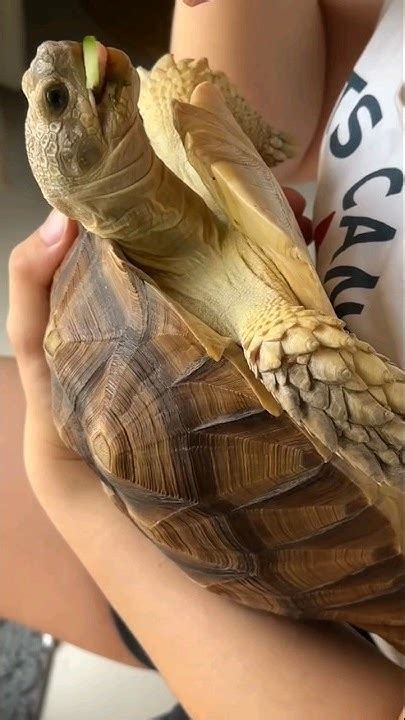 Sulcata Turtle 烏龜 盾臂龜 蘇卡達 象龜 陸龜 不龜路 Youtube