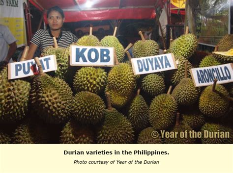 PHILIPPINES: Durian from Mindanao penetrates US market – TFNet ...