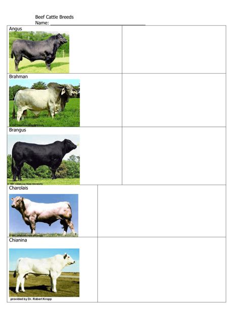 Beef Cattle Breeds List