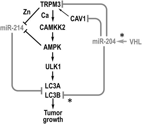 TRPM3 And MiR 204 Establish A Regulatory Circuit That Controls