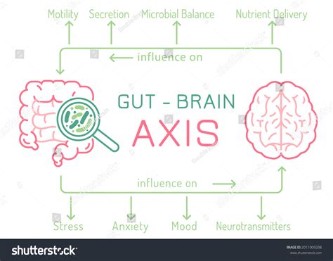 Gut Brain Axis Stock Photos And Pictures 528 Images Shutterstock