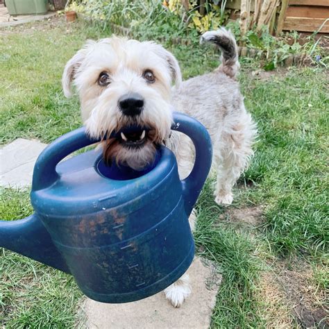 How Do You Keep Dogs From Digging In Potted Plants at Angus Muir blog