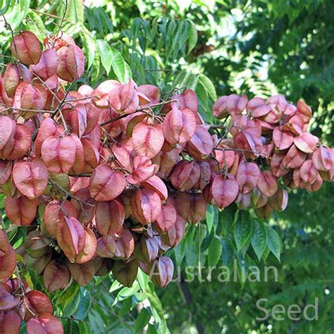 Buy Koelreuteria Paniculata Golden Rain Tree Seed Australian Seed