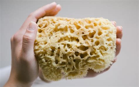 sea sponges
