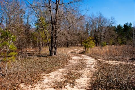 Camp Tract Hunting Land For Sale Huntinglocator