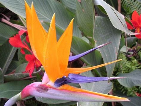 Birds of Paradise Flowers | Flower seeds, Birds of paradise flower, Plants