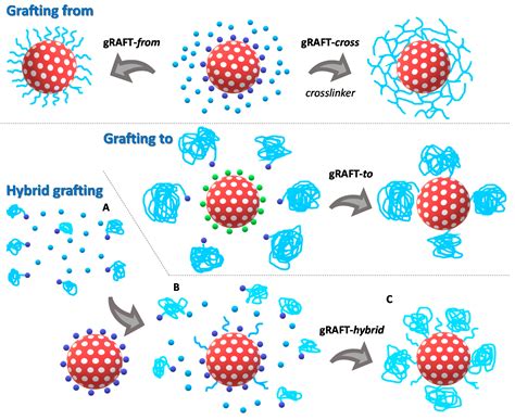 Polymers Free Full Text Grafting With RAFTgRAFT Strategies To