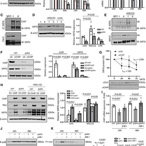 Schematic Overview Of SIRT6 Sirtuin 6 Regulation In Vascular Smooth