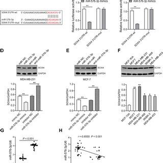 Knockdown Of Hsa Circ Impairs Proliferative Migratory And