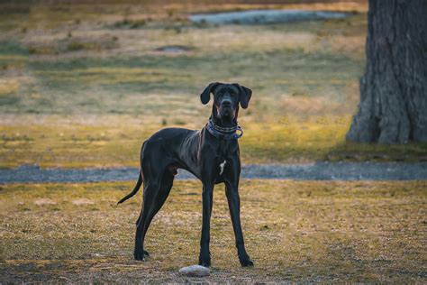 Great Dane Dog Health Problems: Common Issues to Watch For