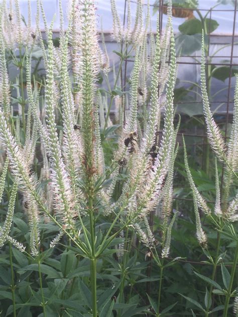 Plant of the Day: Culver’s root (Veronicastrum virginicum) – That's A