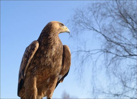 Golden Golden Eagle Taken At The Irish Raptor Research C Flickr