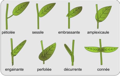 La Feuille Fixation Base Apex Nervures Les Jardins Du Gué