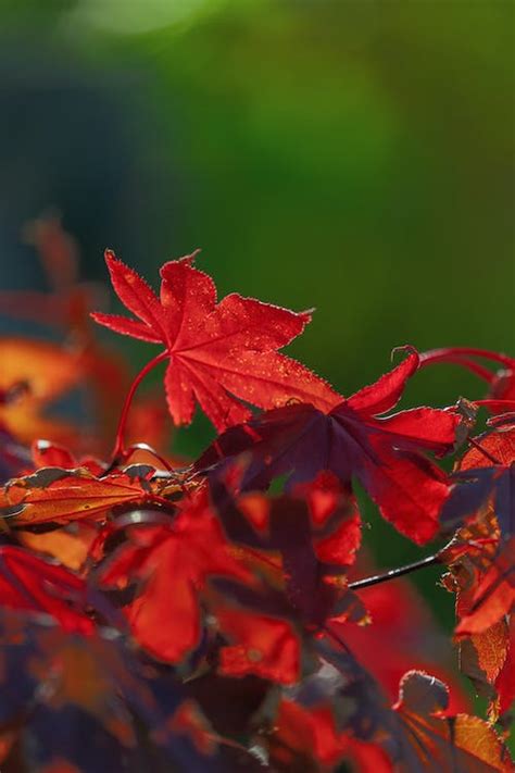 Close-Up Photo of Maple Leaves · Free Stock Photo