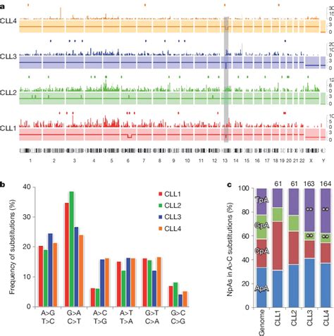 Profile Of Somatic Mutations In Four Cll Genomes A Distribution Of