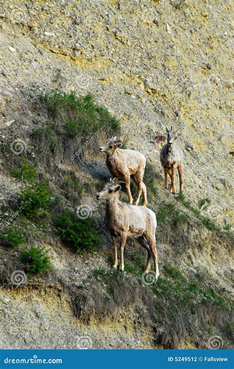 Mountain Goats On Cliff Stock Photo Image Of Springs 5249512