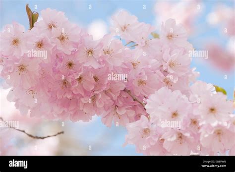 prunus accolade flowering cherry tree  res stock photography