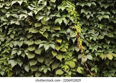 Floral Background Wallpaper Beautiful Ivy Leaves Stock Photo 2206952829 | Shutterstock