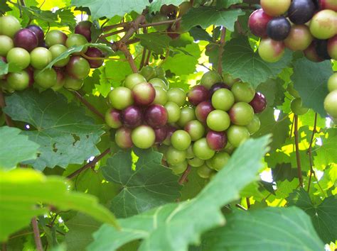 Muscadine Benefits - Muscadine Naturals - Supplements