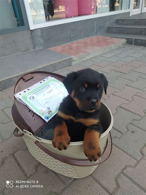 Щенки Ротвейлера