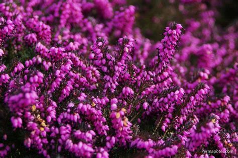 Id E Jardin Petits Arbustes Aux Fleurs Mauves Planter Au Jardin