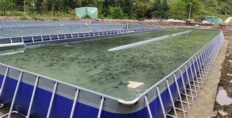 Tilapia Farming In Tanks