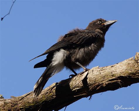 Baby Currawong | BIRDS in BACKYARDS