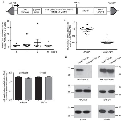 Effect Of Aav22 Nd4 On Rgc And Optic Fiber Integrity In The Lhon